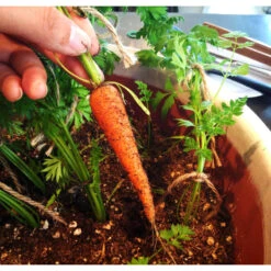 Little Finger Carrot Seeds (Organic) -Seedling Wonders snv8026 web