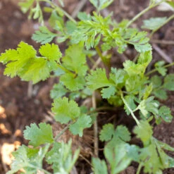 Organic Cilantro -Seedling Wonders snv8035 a 2