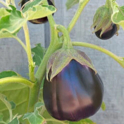 Black Beauty Eggplant Seeds (Organic) -Seedling Wonders snv8053 web