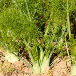 Florence Fennel Seeds (Organic) -Seedling Wonders snv8057 a 1