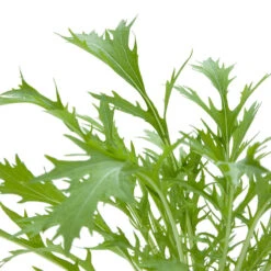 Organic Greens, Mustard Mizuna (1/4 Lb) 7 Organic Greens, Mustard Mizuna (1/4 Lb) -Seedling Wonders snv8062 web 1