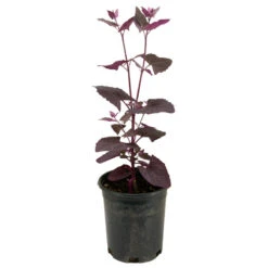 Organic Orach, Red (1 Oz) 7 Organic Orach, Red (1 Oz) -Seedling Wonders snv8064 web2 1