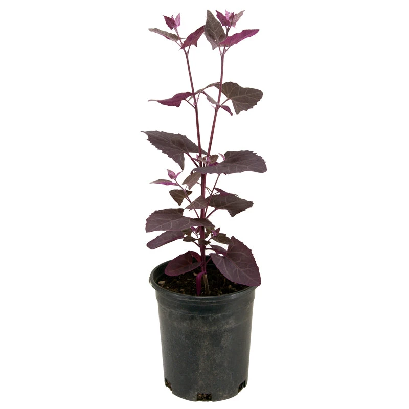 Organic Orach, Red (1 Oz) 4 Organic Orach, Red (1 Oz) - Image 4