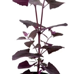 Organic Orach, Red (1 Oz) 6 Organic Orach, Red (1 Oz) -Seedling Wonders snv8064 web 1
