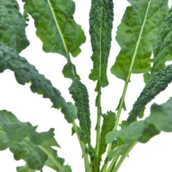 Lacinato Kale Seeds (Organic) -Seedling Wonders snv8067 web
