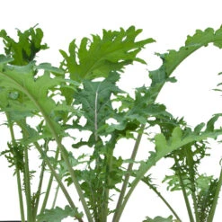 Red Russian Kale Seeds (Organic) -Seedling Wonders snv8070 web