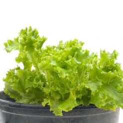 Organic Lettuce, Tango (1/4 Lb) -Seedling Wonders snv8075 web 1