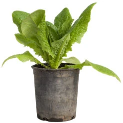 Organic Lettuce, Little Gem (1/4 Lb) 9 Organic Lettuce, Little Gem (1/4 Lb) -Seedling Wonders snv8079 web2 1