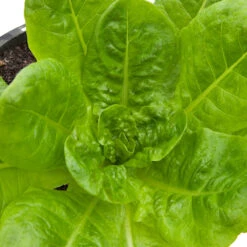Buttercrunch Lettuce Seeds (Organic) -Seedling Wonders snv8084 web