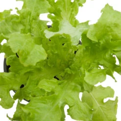 Organic Lettuce, Green Salad Bowl (1/4 Lb) -Seedling Wonders snv8092 web 1 1