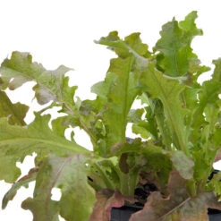 Red Salad Bowl Lettuce Seeds (Organic) -Seedling Wonders snv8093 web