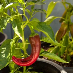 Organic Pepper, Hot New Mexico Joe Parker (1 Oz) -Seedling Wonders snv8127 web1 1