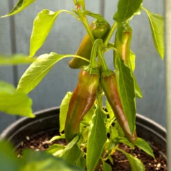 Organic Pepper, Hot New Mexico Joe Parker (1 Oz) -Seedling Wonders snv8127 web2 1