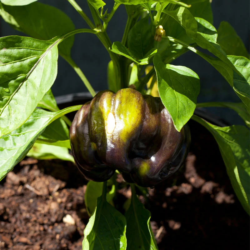 Purple Beauty Sweet Pepper Seeds (Organic) 4 Purple Beauty Sweet Pepper Seeds (Organic) - Image 4
