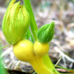 Big Max Pumpkin Seeds (Organic) -Seedling Wonders snv8136 baby 1