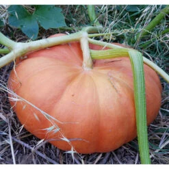 Cinderella Pumpkin Seeds (Organic) -Seedling Wonders snv8137 1x 361f0c40 6c7b 434e 9f38 61a1efa0cf08