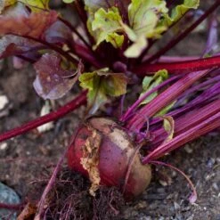 Bull's Blood Beet Seeds (Organic) -Seedling Wonders snv8204 a 1