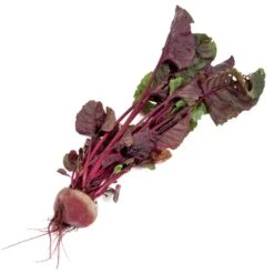 Bull's Blood Beet Seeds (Organic) -Seedling Wonders snv8204 b