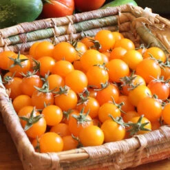 Gold Nugget Tomato Seeds (Organic) -Seedling Wonders snv8277 web2