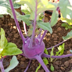 Purple Vienna Kohlrabi Seeds (Organic) 5 Purple Vienna Kohlrabi Seeds (Organic) -Seedling Wonders snv8351 a 2