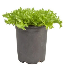 Organic Greens, Endive, Frisee (1/4 Lb) -Seedling Wonders snv8391 web 1