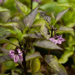 Black Hungarian Pepper Seeds (Organic) -Seedling Wonders snv8407 web1