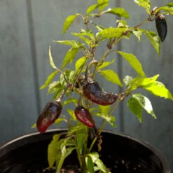 Black Hungarian Pepper Seeds (Organic) -Seedling Wonders snv8407 web2