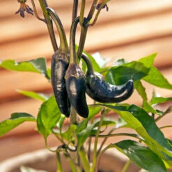 Black Hungarian Pepper Seeds (Organic) -Seedling Wonders snv8407 web3