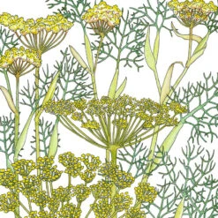 Seedling Wonders -Seedling Wonders snv8430 1