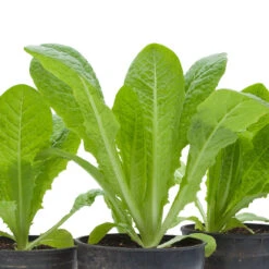 Romaine, Jericho Lettuce Seeds (Organic) -Seedling Wonders snv8473 web