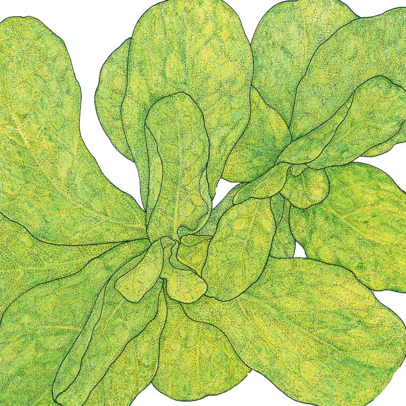 Mache Greens Seeds (Organic) 2 Mache Greens Seeds (Organic) - Image 2