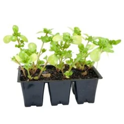 Organic Greens, Purslane (1 Oz) -Seedling Wonders snv8507 web2 1