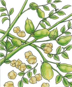 Seedling Wonders -Seedling Wonders snv8528 web