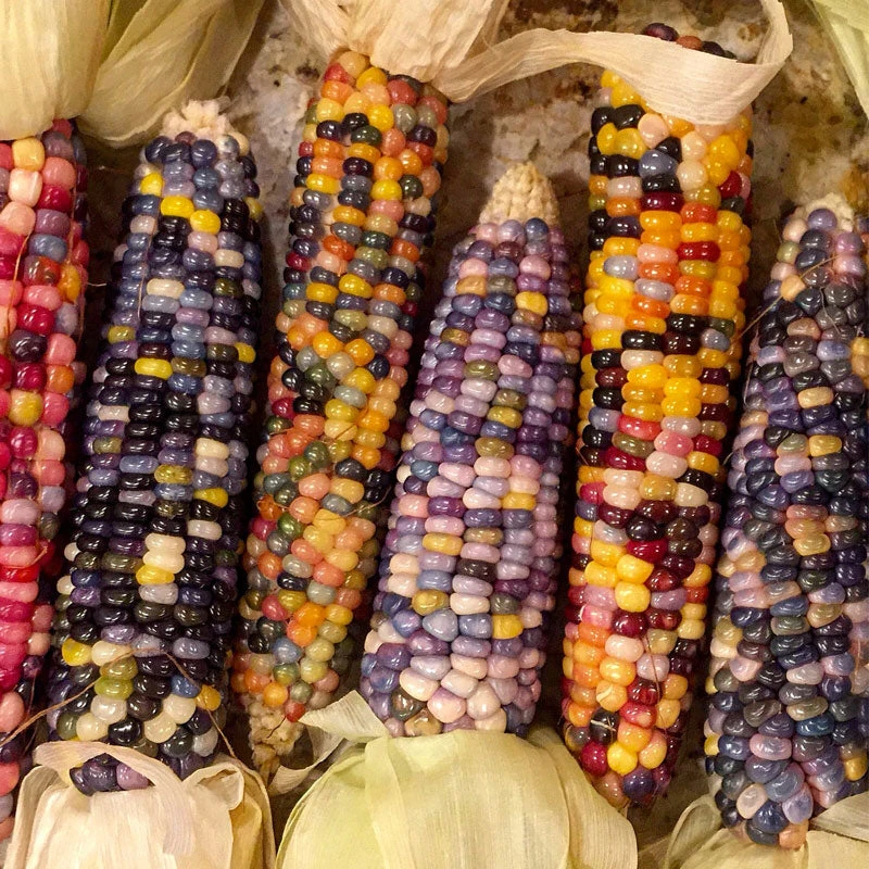 Organic Corn, Glass Gem (1/2 Lb) 2 Organic Corn, Glass Gem (1/2 Lb) - Image 2
