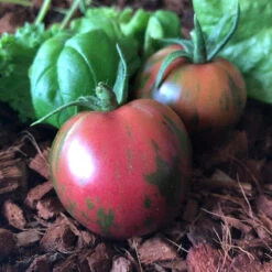 Pink Boar Tomato Seeds (Organic) 5 Pink Boar Tomato Seeds (Organic) -Seedling Wonders snv8542 web2