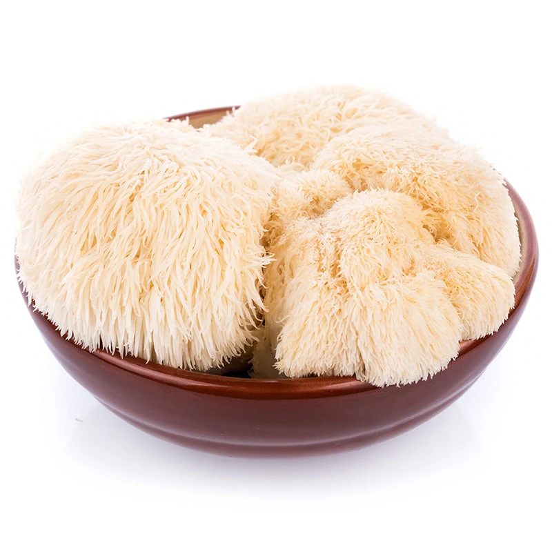 Lion's Mane Mushroom Plug Spawn (100 Plugs/pk) 2 Lion's Mane Mushroom Plug Spawn (100 Plugs/pk) - Image 2