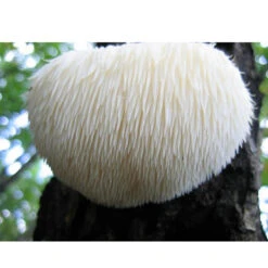 Lion's Mane Mushroom Plug Spawn (100 Plugs/pk) 5 Lion's Mane Mushroom Plug Spawn (100 Plugs/pk) -Seedling Wonders spr223 web