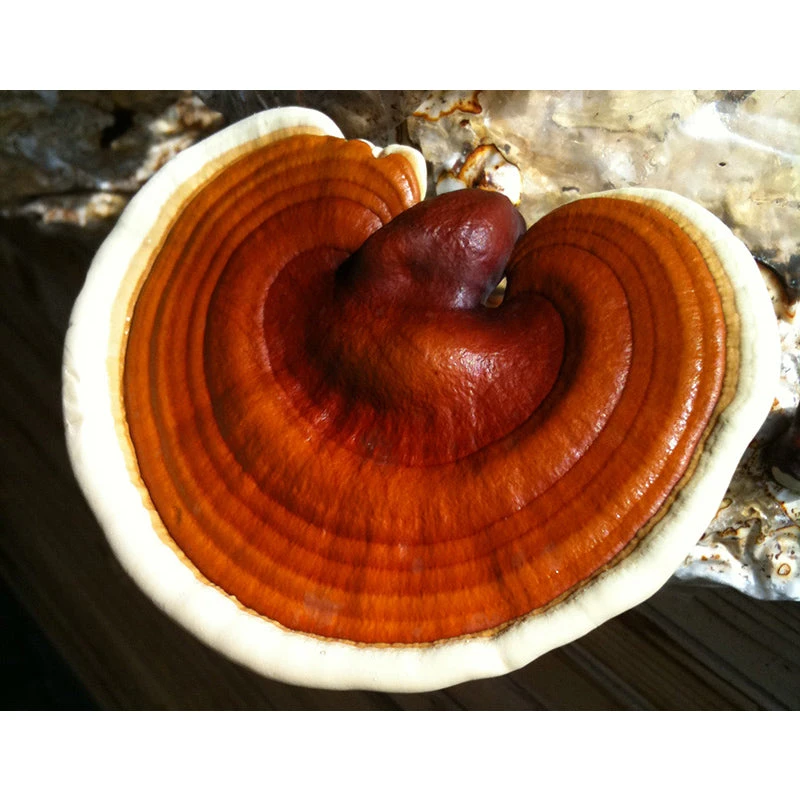 Reishi Mushroom Plug Spawn (100 Plugs/pk) 2 Reishi Mushroom Plug Spawn (100 Plugs/pk) - Image 2