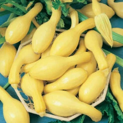 Early Crookneck Summer Squash Seeds (Organic) -Seedling Wonders squash summerpac