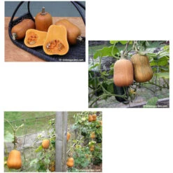 Renee's Garden Squash Winter Baby Butternut Honey Nut -Seedling Wonders squash winter honey nut 72dpi 03