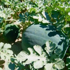 Moon & Stars Watermelon Seeds (Organic) -Seedling Wonders starmoon watermelon
