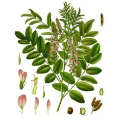 Strictly Medicinal Licorice, Official