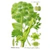 Strictly Medicinal Organic Angelica Official