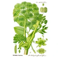 Strictly Medicinal Organic Angelica Official
