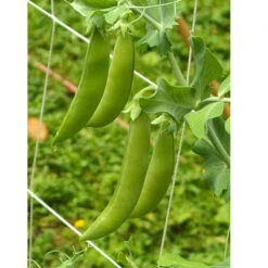 Organic Peas, Sugar Daddy (1/2 Lb ) -Seedling Wonders sugar daddy web 1
