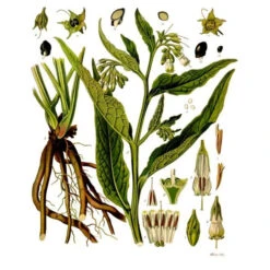 Strictly Medicinal Organic True Comfrey -Seedling Wonders symphytum officinale