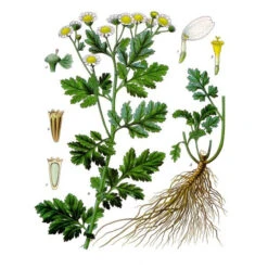 Strictly Medicinal Organic Feverfew -Seedling Wonders tanacetum parthenium
