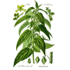 Strictly Medicinal Organic Stinging Nettles -Seedling Wonders urtica dioica