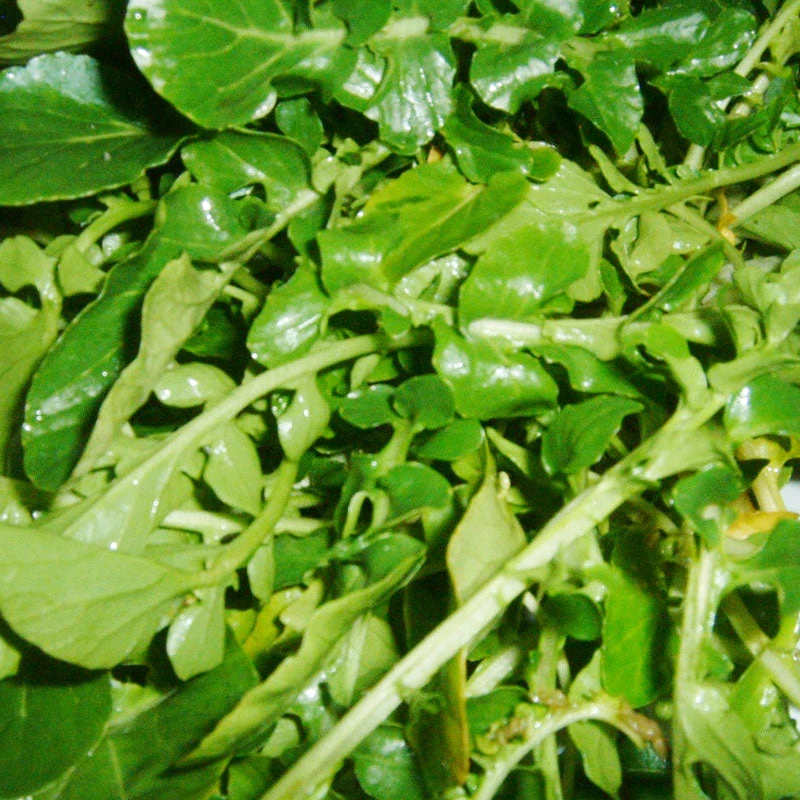 Organic Greens, Watercress (1 Oz) 2 Organic Greens, Watercress (1 Oz) - Image 2