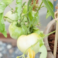 White Wonder Tomato Seeds (Organic) -Seedling Wonders white wonder 1 13 1